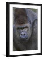 Gorilla-DLILLC-Framed Photographic Print