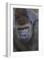 Gorilla-DLILLC-Framed Photographic Print