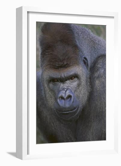 Gorilla-DLILLC-Framed Photographic Print