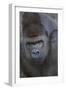 Gorilla-DLILLC-Framed Photographic Print