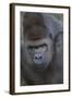 Gorilla-DLILLC-Framed Photographic Print