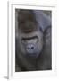 Gorilla-DLILLC-Framed Photographic Print