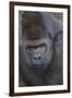 Gorilla-DLILLC-Framed Photographic Print