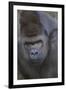 Gorilla-DLILLC-Framed Photographic Print