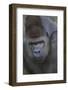 Gorilla-DLILLC-Framed Photographic Print