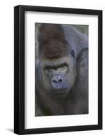 Gorilla-DLILLC-Framed Photographic Print