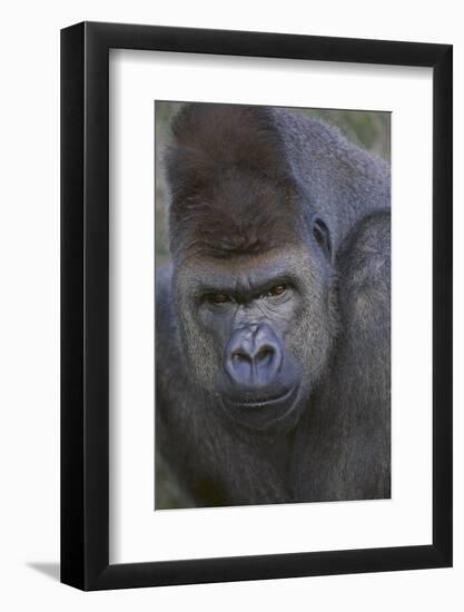 Gorilla-DLILLC-Framed Photographic Print