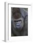 Gorilla-DLILLC-Framed Photographic Print