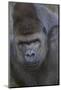 Gorilla-DLILLC-Mounted Photographic Print