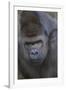 Gorilla-DLILLC-Framed Photographic Print