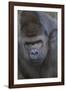 Gorilla-DLILLC-Framed Photographic Print