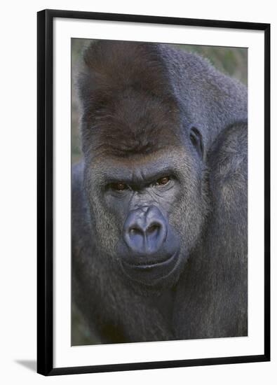 Gorilla-DLILLC-Framed Photographic Print