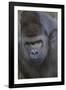 Gorilla-DLILLC-Framed Photographic Print