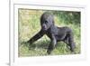 Gorilla-DLILLC-Framed Photographic Print