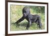 Gorilla-DLILLC-Framed Photographic Print