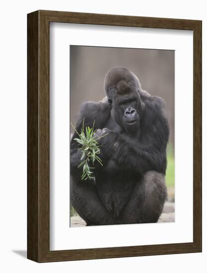 Gorilla-DLILLC-Framed Photographic Print