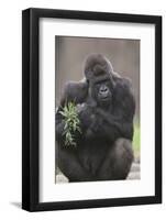 Gorilla-DLILLC-Framed Photographic Print