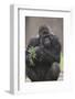 Gorilla-DLILLC-Framed Photographic Print