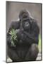 Gorilla-DLILLC-Mounted Photographic Print