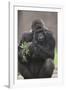 Gorilla-DLILLC-Framed Photographic Print