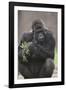 Gorilla-DLILLC-Framed Photographic Print