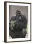 Gorilla-DLILLC-Framed Photographic Print