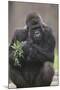 Gorilla-DLILLC-Mounted Photographic Print