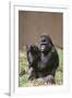 Gorilla-DLILLC-Framed Photographic Print