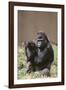 Gorilla-DLILLC-Framed Photographic Print