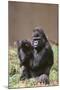 Gorilla-DLILLC-Mounted Photographic Print