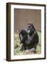 Gorilla-DLILLC-Framed Photographic Print