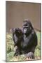 Gorilla-DLILLC-Mounted Photographic Print