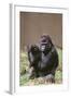 Gorilla-DLILLC-Framed Photographic Print