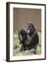 Gorilla-DLILLC-Framed Photographic Print