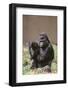 Gorilla-DLILLC-Framed Photographic Print