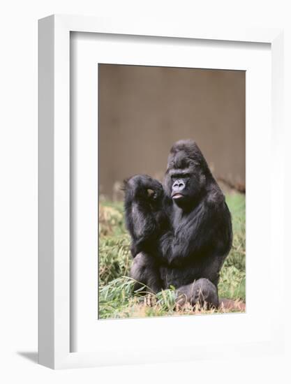 Gorilla-DLILLC-Framed Photographic Print