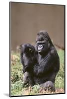 Gorilla-DLILLC-Mounted Photographic Print