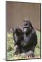 Gorilla-DLILLC-Mounted Photographic Print