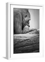 Gorilla-null-Framed Photographic Print