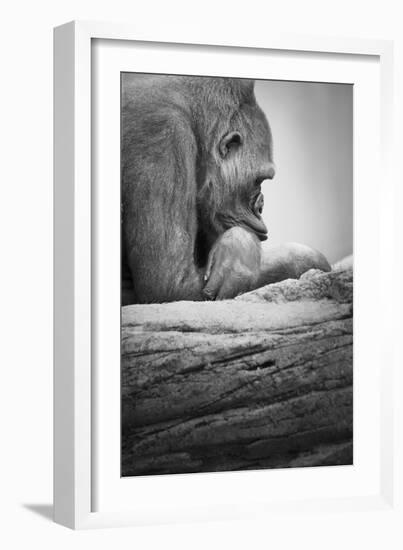 Gorilla-null-Framed Photographic Print