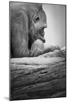 Gorilla-null-Mounted Photographic Print