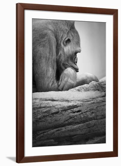 Gorilla-null-Framed Photographic Print