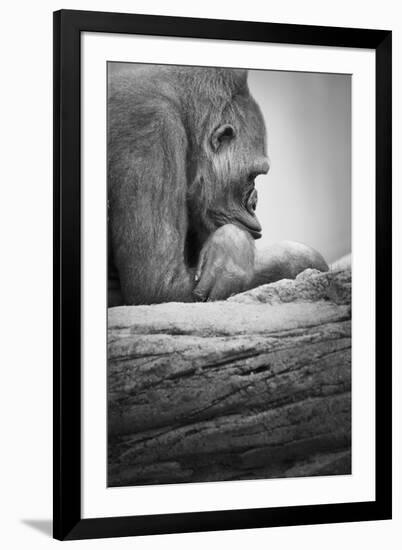 Gorilla-null-Framed Photographic Print