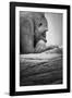 Gorilla-null-Framed Photographic Print