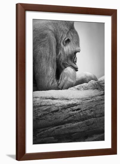 Gorilla-null-Framed Photographic Print