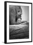 Gorilla-null-Framed Photographic Print