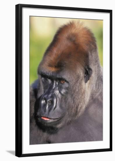 Gorilla-null-Framed Photographic Print