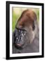 Gorilla-null-Framed Photographic Print