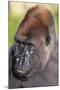 Gorilla-null-Mounted Photographic Print