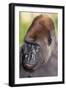 Gorilla-null-Framed Photographic Print